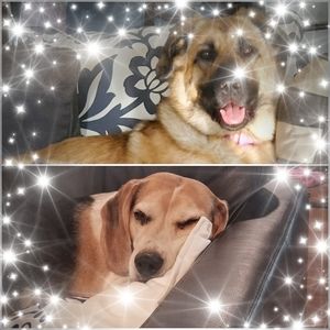 Meet your Posher, Sandy